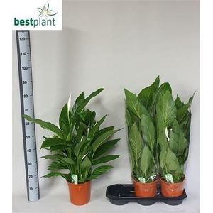 Spath Bingo Cupido 4+ P19
