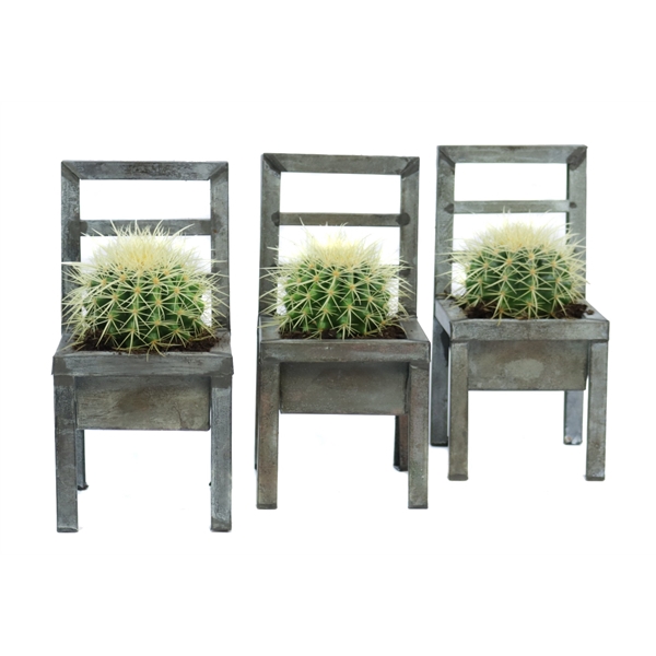 <h4>Echinocactus grusonii 10,5 cm in zinken stoel</h4>