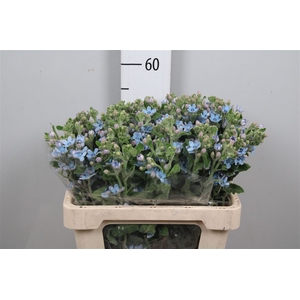 Oxy Co Tan Pure Blu