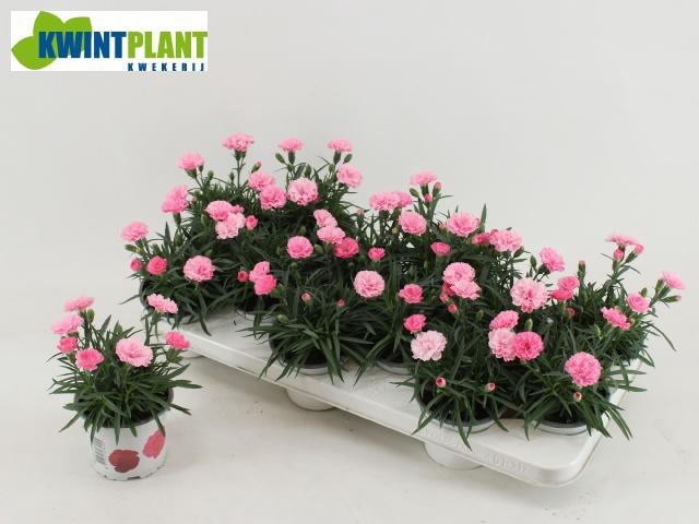 <h4>DIAN I LOVE U</h4>