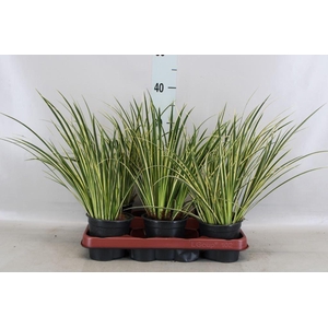 Acorus gramineus 'Aureovariegatus'