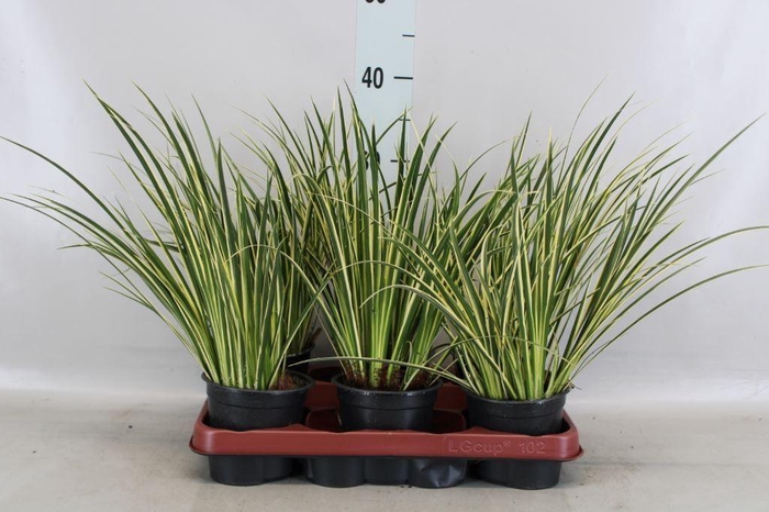 <h4>Acorus gramineus 'Aureovariegatus'</h4>
