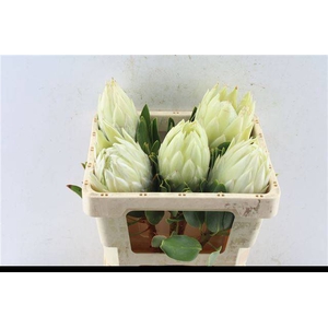 PROTEA CYNAROIDES