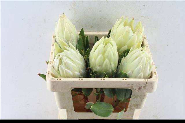 <h4>PROTEA CYNAROIDES</h4>