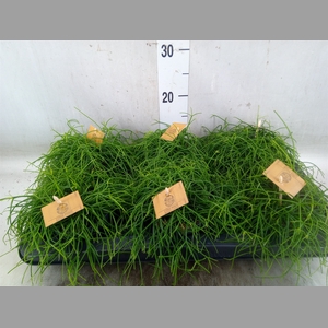 Rhipsalis   ...