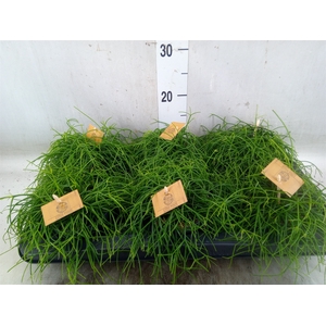 Rhipsalis   ...