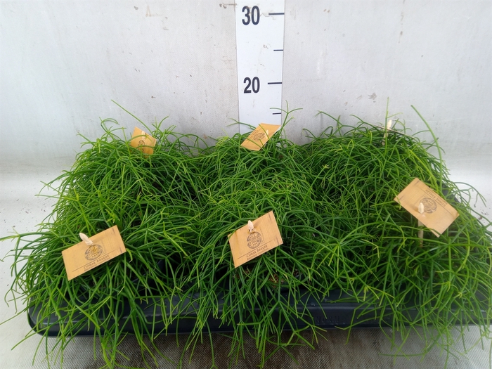 <h4>Rhipsalis   ...</h4>