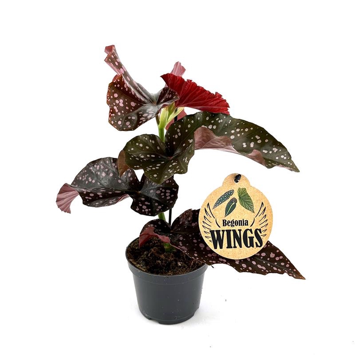 <h4>BEGONIA MACULATA P12 CRACKLIN ROSIE</h4>