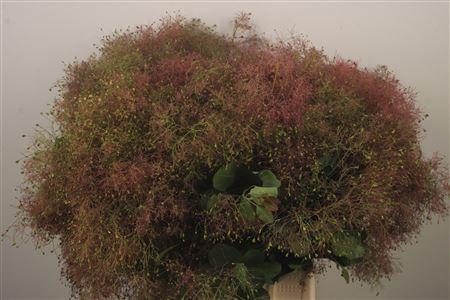 <h4>Cotinus Per Bunch</h4>