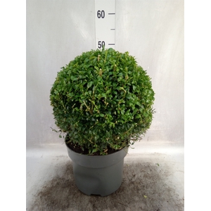 Buxus semp.   ...