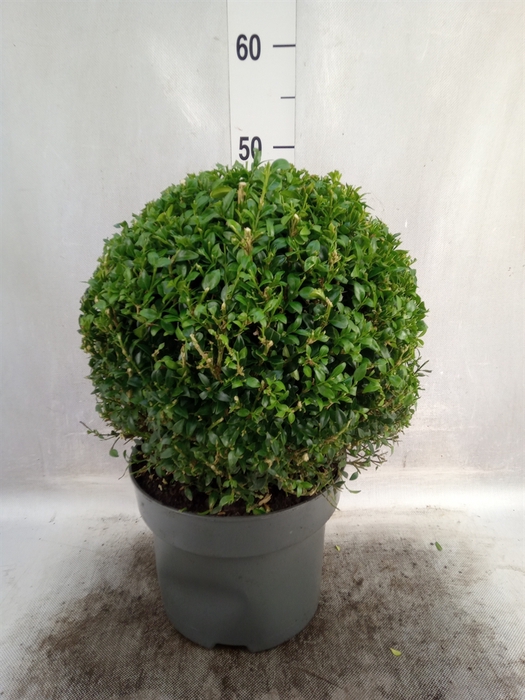 Buxus semp.   ...