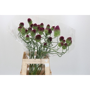 Allium Dancing Tancho