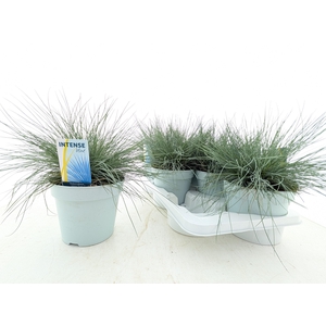 FEST GL INTENSE BLUE