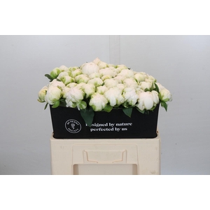 Paeonia Madame Claude Tain