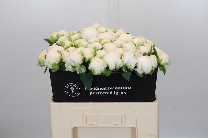 <h4>Paeonia Madame Claude Tain</h4>