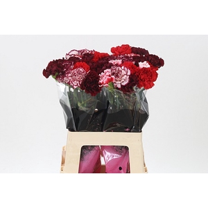 Di St Mix Red