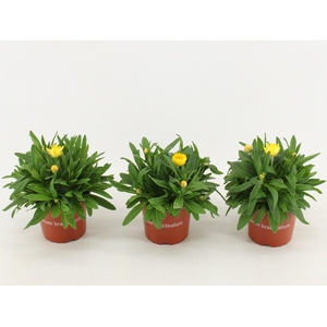 Bracteantha Dreamtime / strobloem Yellow
