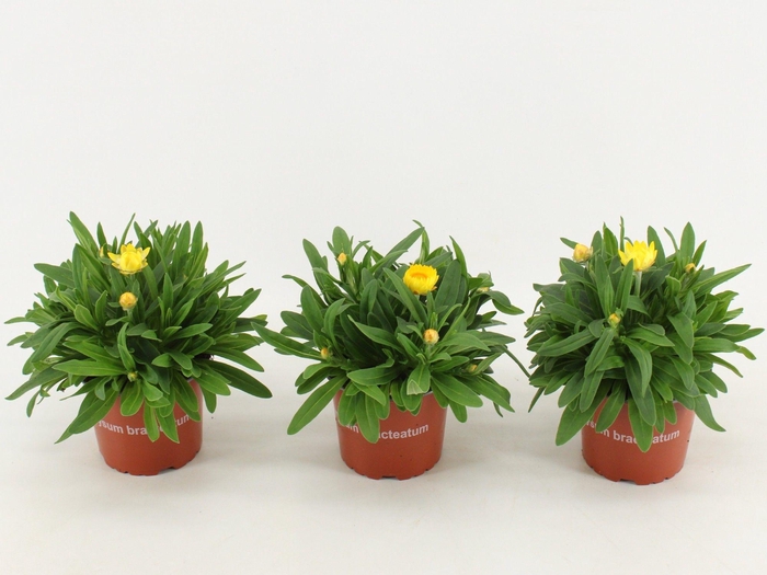 <h4>Bracteantha Dreamtime / strobloem Yellow</h4>