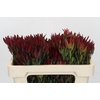 Leucadendron Blush Spray