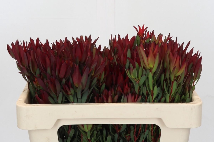 Leucadendron Blush Spray