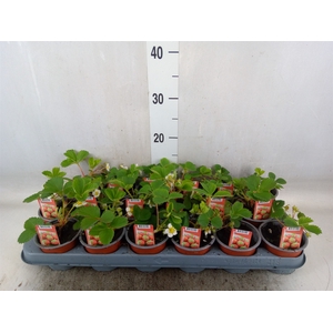 Fragaria   ...