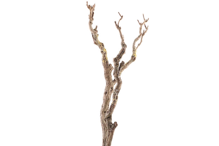 <h4>Syringa Branch Extra Du Mont</h4>