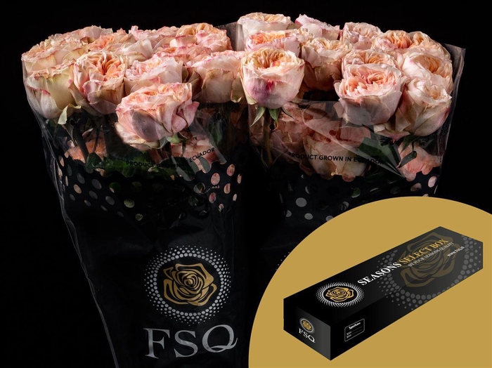 <h4>R GR Tip Top Box</h4>