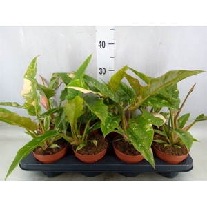 Philodendron  'Ring of Fire'