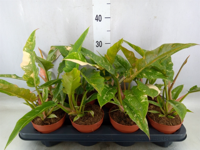 <h4>Philodendron  'Ring of Fire'</h4>