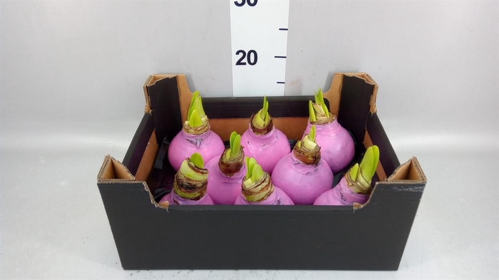 <h4>Hippeastrum   ...waxed H%</h4>