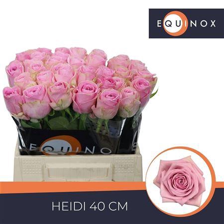 <h4>R Gr Heidi 40cm</h4>