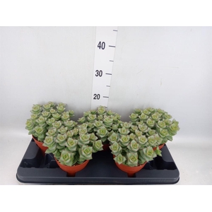 Crassula arborescens