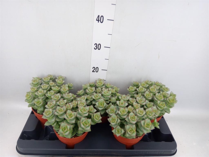 <h4>Crassula arborescens</h4>