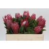 Protea Cynaroides Madiba