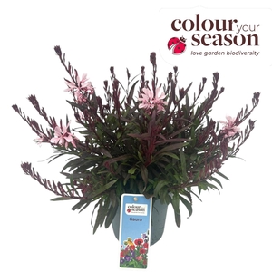 Gaura Gaudi P15 Rose