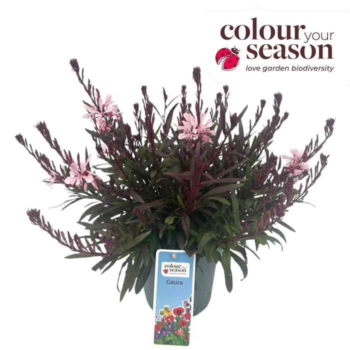<h4>Gaura Gaudi P15 Rose</h4>