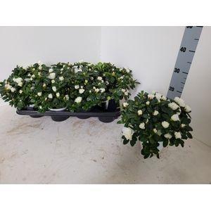 <h4>RHODO SI WITTE VOGEL</h4>