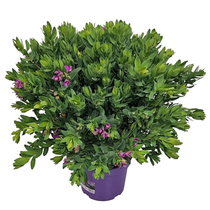 <h4>POLYGA MYRTIFOLIA</h4>