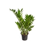 ZAMIOCULCAS PREMIUM P17 PREMIUM