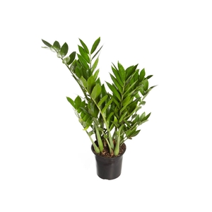 ZAMIOCULCAS PREMIUM P17 PREMIUM
