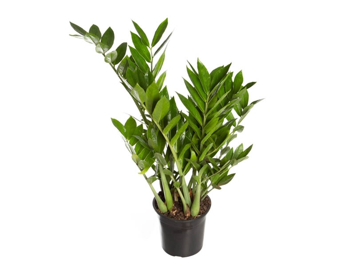 <h4>ZAMIOCULCAS PREMIUM P17 PREMIUM</h4>
