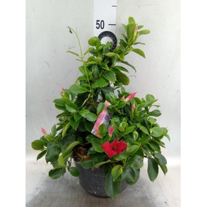 Mandevilla  'Sundavil Velvet Red'