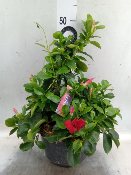 <h4>Mandevilla  'Sundavil Velvet Red'</h4>