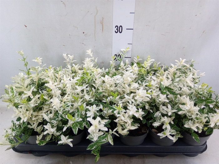 <h4>Euonymus fortunei 'Harlequin'</h4>