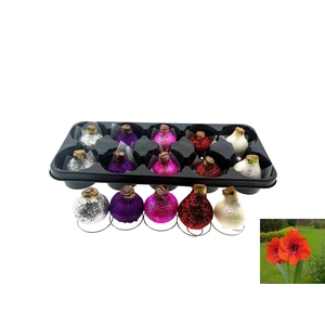 BLOEMBOL HIPPEASTRUM