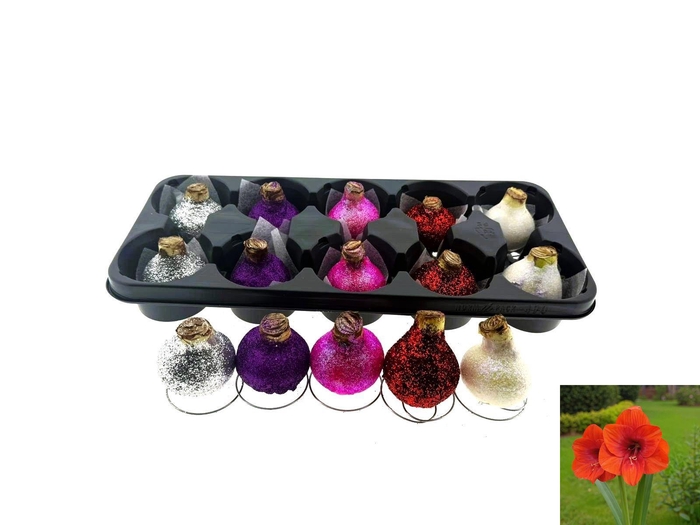 <h4>BLOEMBOL HIPPEASTRUM</h4>