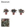 Peperomia Rocca Scuro