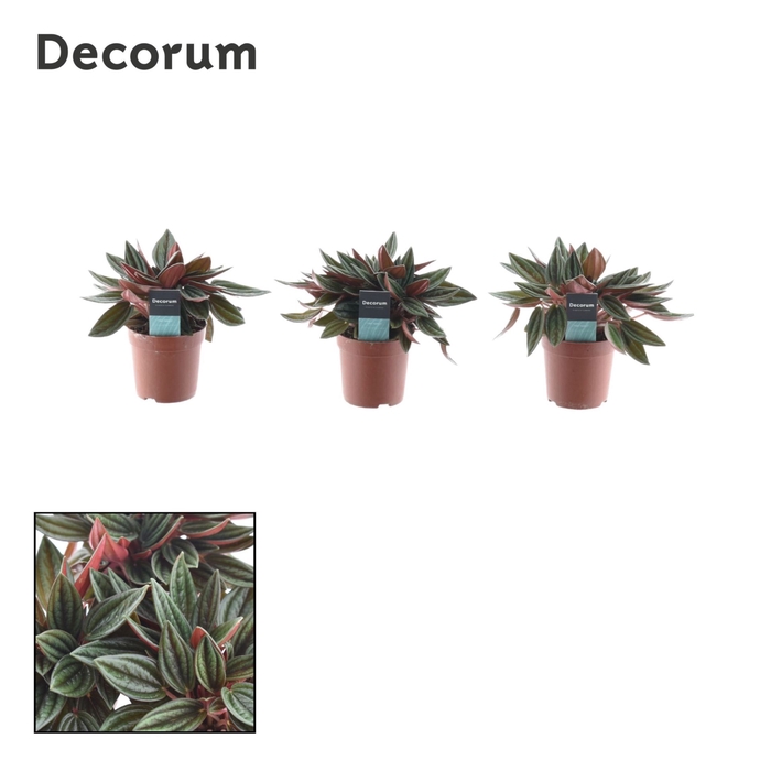 <h4>Peperomia Rocca Scuro</h4>