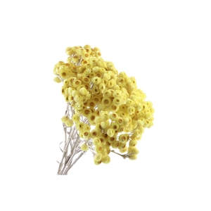 Immortelle Yellow