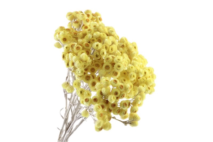 Immortelle Yellow